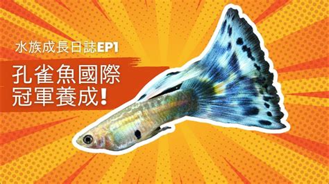 燈魚混養|混養的風險與指南 – Guppy Master Project